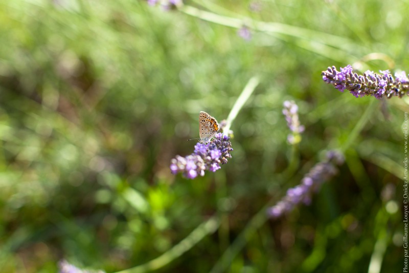 Butterfly of Provence