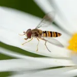 Macro - photographie