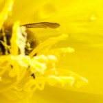 Yellow Bee Macro photo